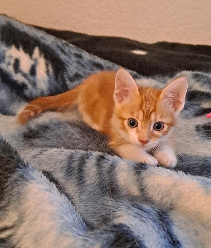 Enlarge Cyrus, a Adopted Domestic Short Hair in Converse, TX image 3/4