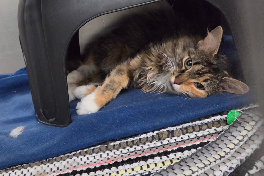 Enlarge Mira, a Adoptable mixed breed in Medford, WI image 1/1