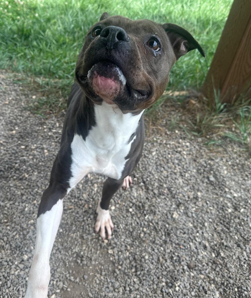 Angelina, a Adoptable mixed breed in Burnsville, NC image 1/6