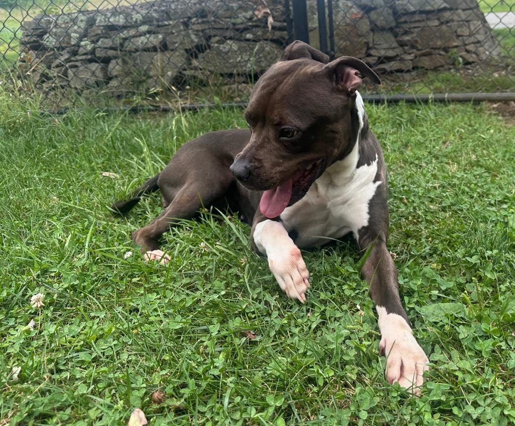 Angelina, a Adoptable mixed breed in Burnsville, NC image 2/6