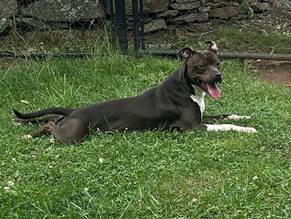 Angelina, a Adoptable mixed breed in Burnsville, NC image 3/6