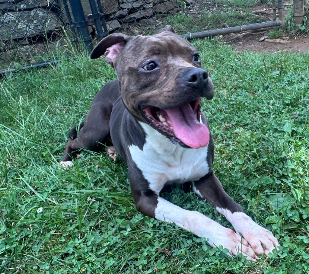 Angelina, a Adoptable mixed breed in Burnsville, NC image 4/6