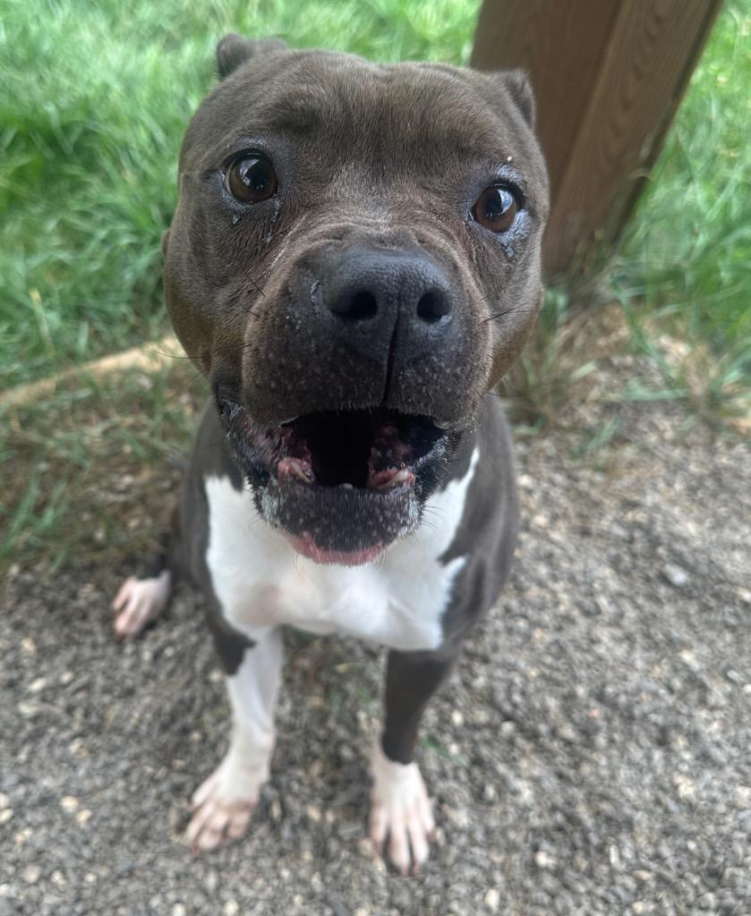 Angelina, a Adoptable mixed breed in Burnsville, NC image 5/6