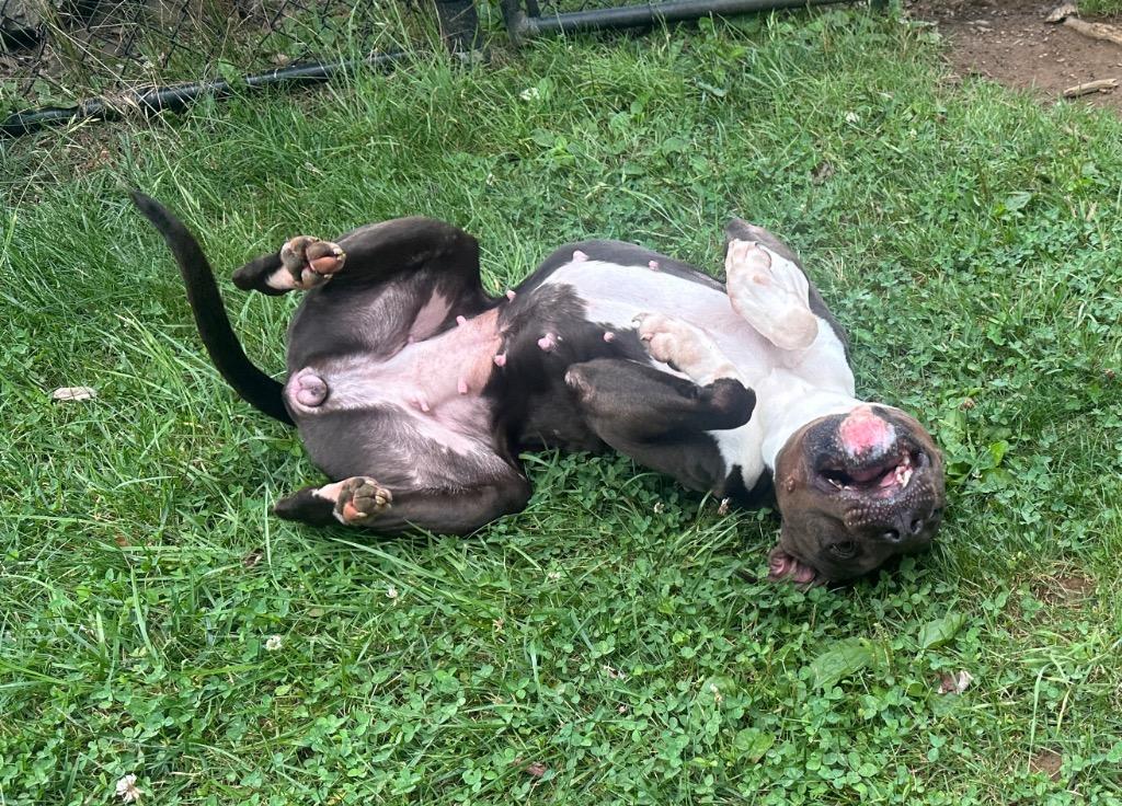 Angelina, a Adoptable mixed breed in Burnsville, NC image 6/6
