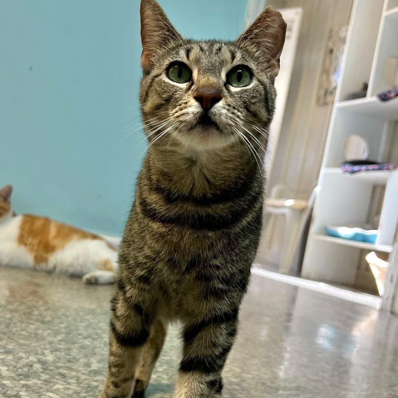 Daisy, a ADOPTABLE Domestic Short Hair in Memphis, TN image 3/3