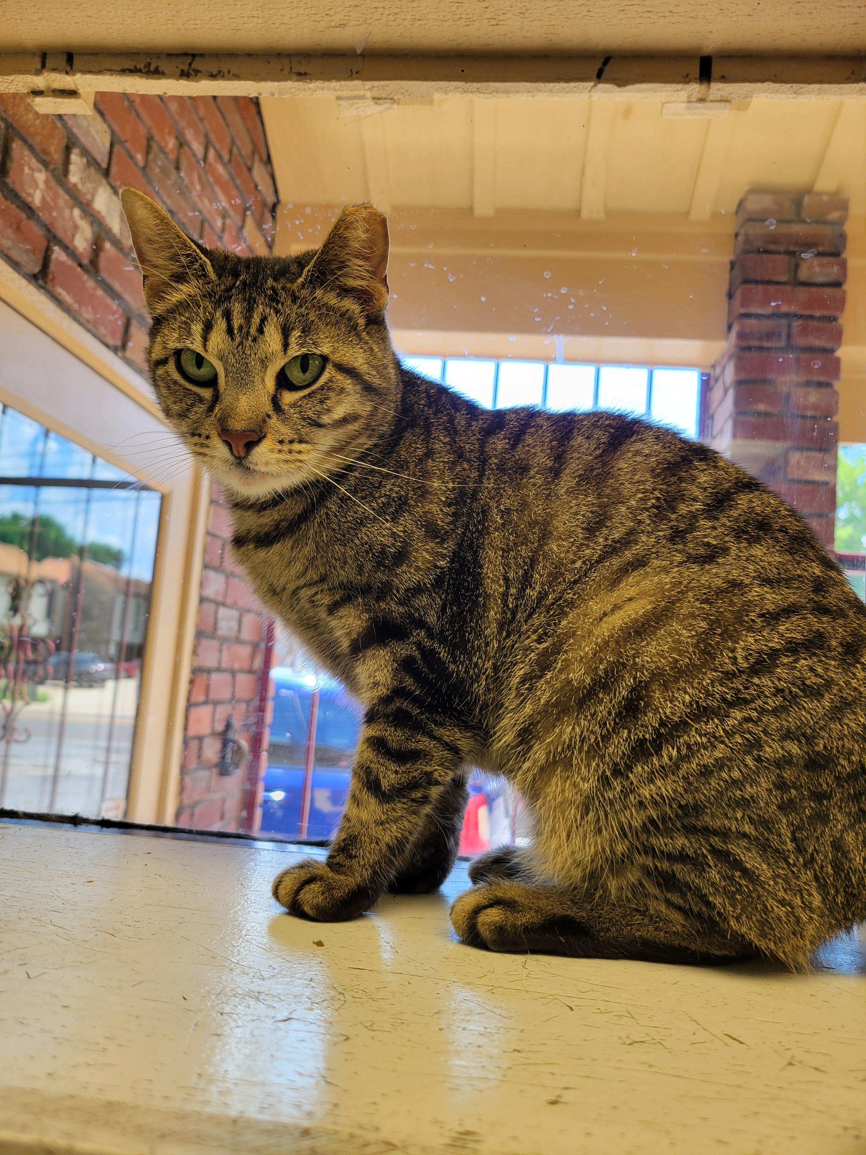 Daisy, a ADOPTABLE Domestic Short Hair in Memphis, TN image 4/4