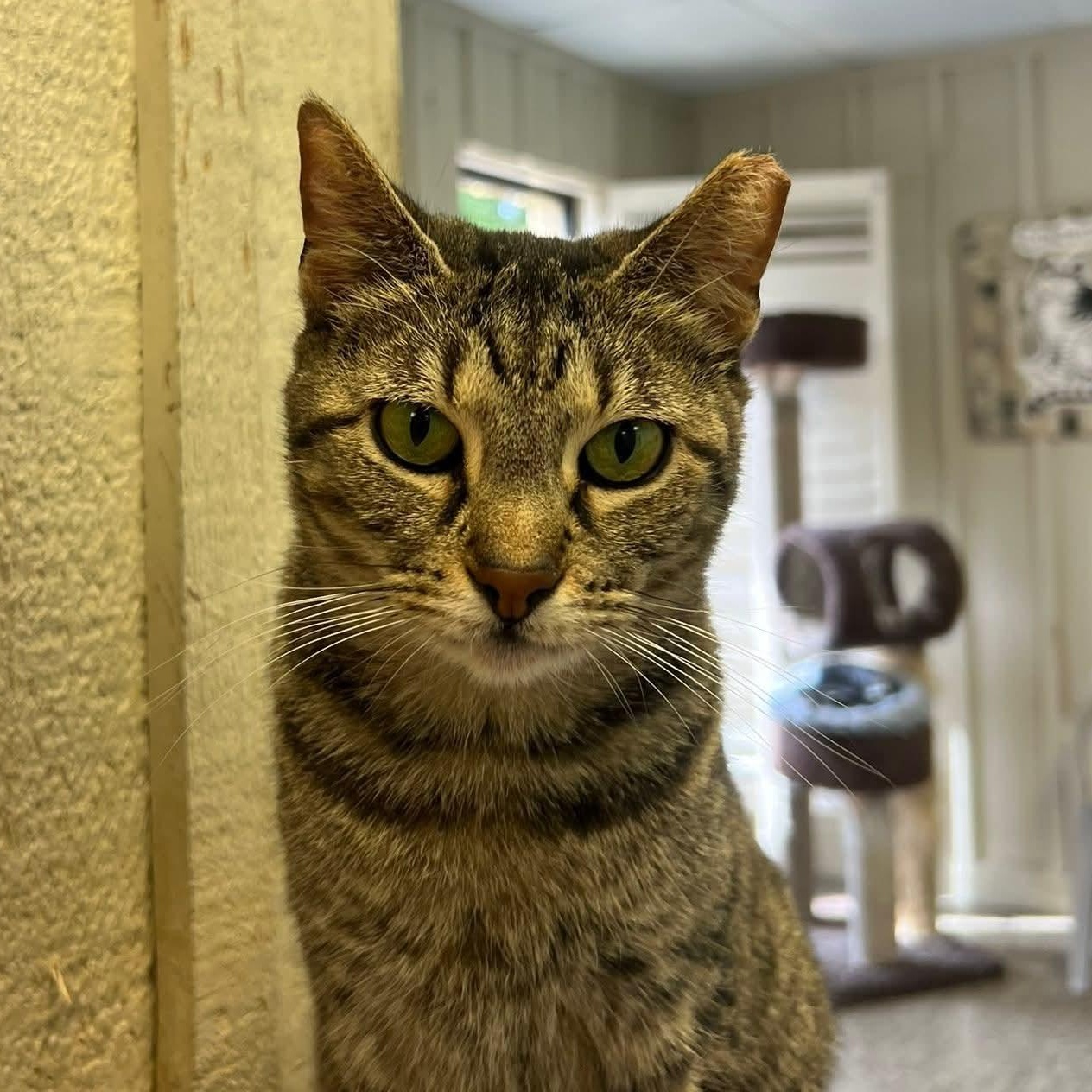 Daisy, ADOPTABLE, Adult Female Domestic Short Hair.