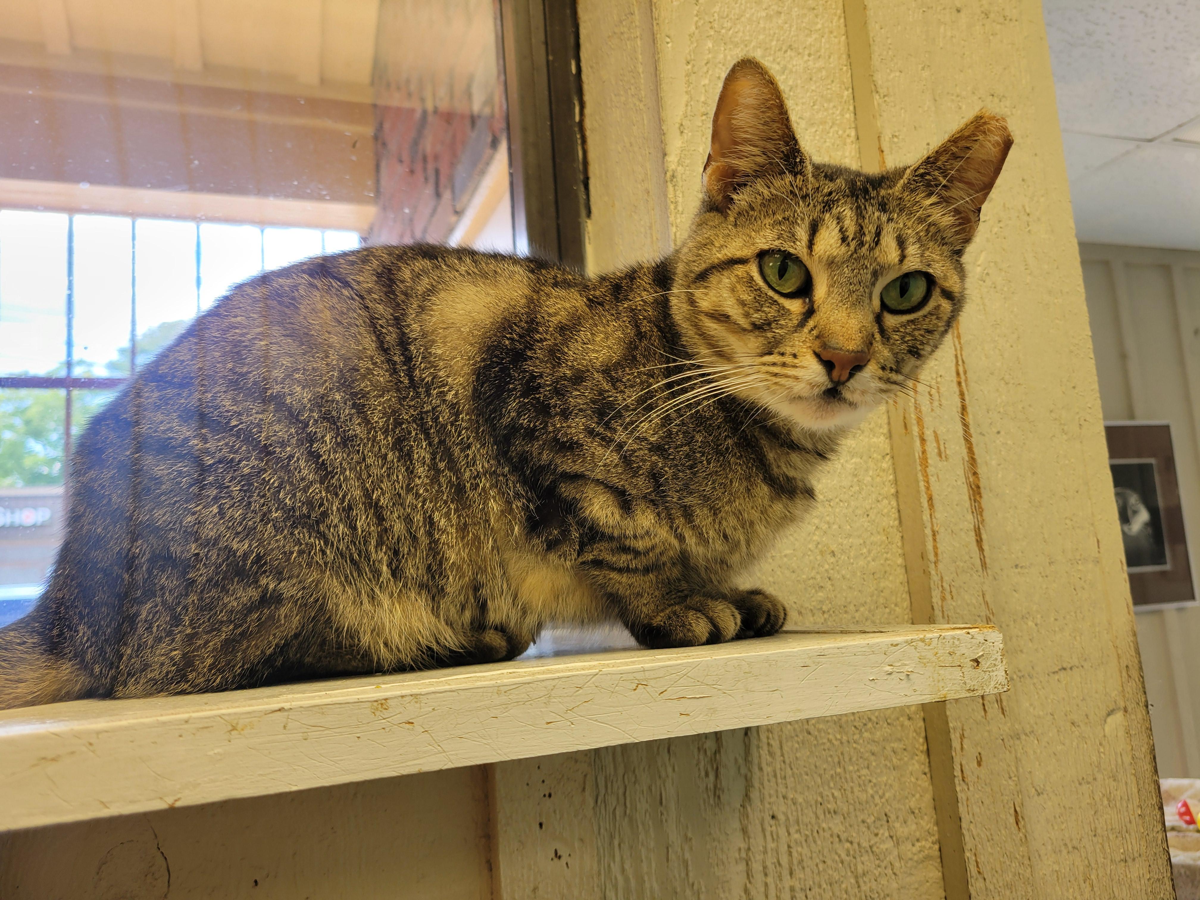 Daisy, a ADOPTABLE Domestic Short Hair in Memphis, TN image 2/3