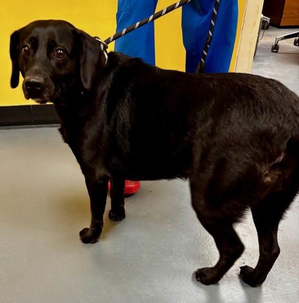26-02-0380 Lexa, Adoptable, Adult Female Labrador Retriever.