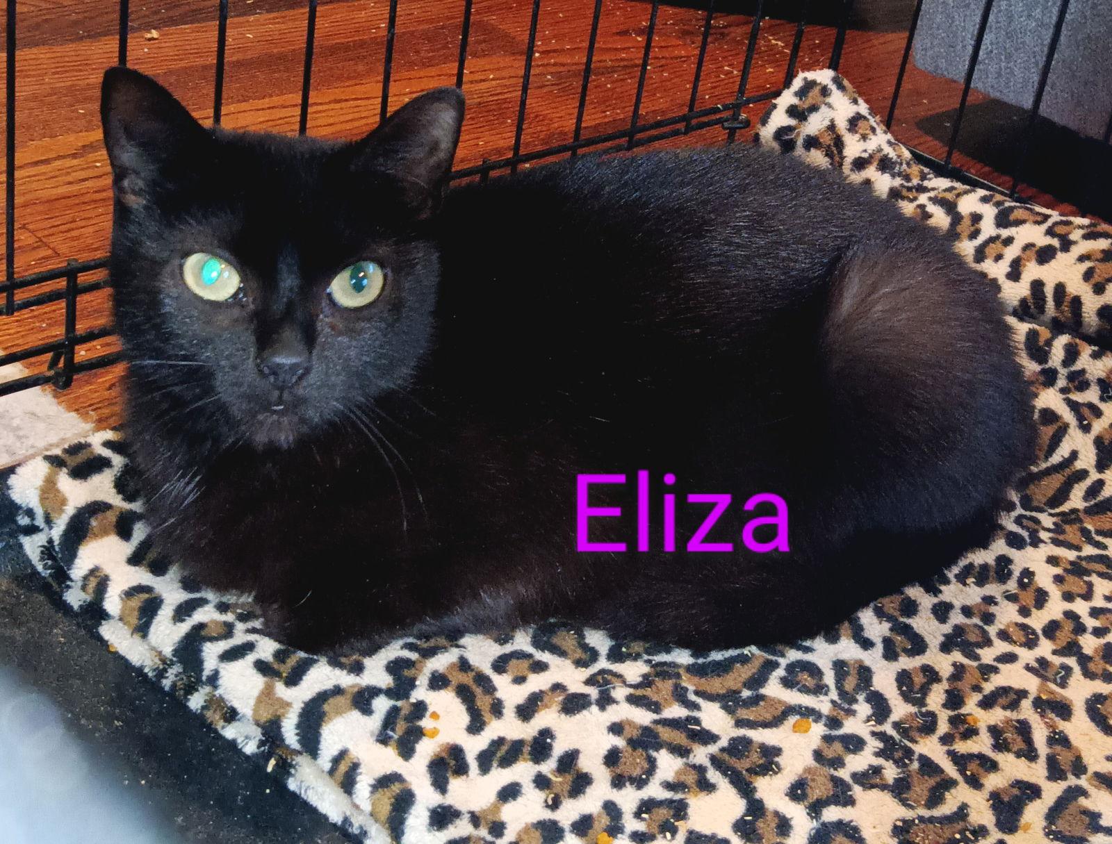 Eliza, Adoptable, Adult Female Domestic Short Hair.