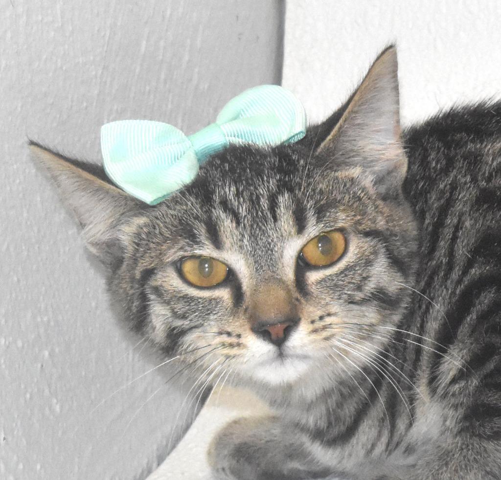 Enlarge Huxley, a Adoptable mixed breed in Springfield, OH image 1/3