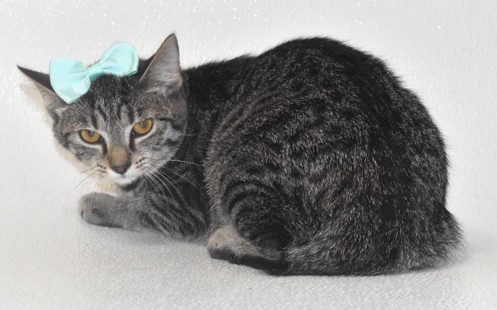 Enlarge Huxley, a Adoptable mixed breed in Springfield, OH image 2/3