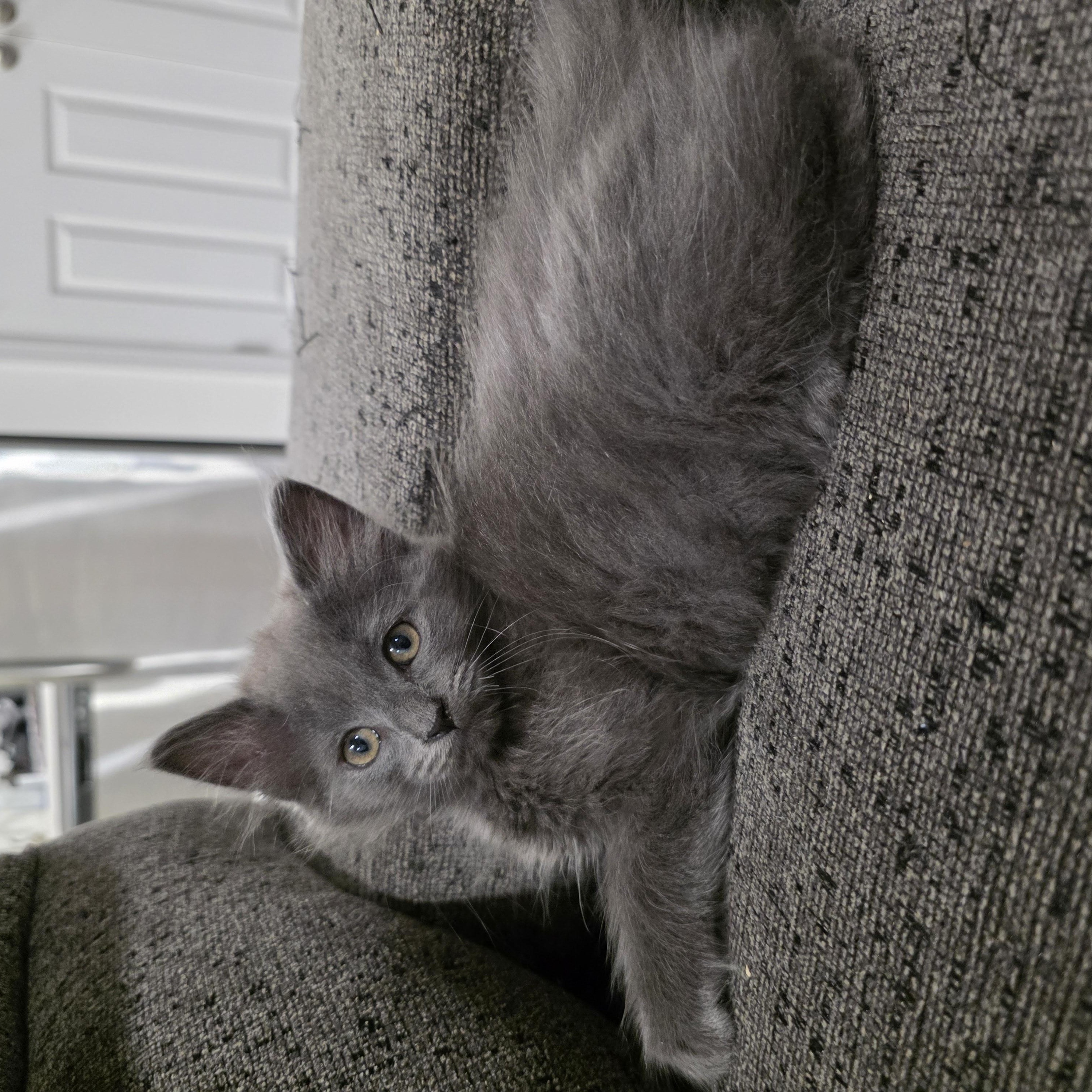Memory, ADOPTABLE, Kitten Male Domestic Long Hair & Maine Coon.