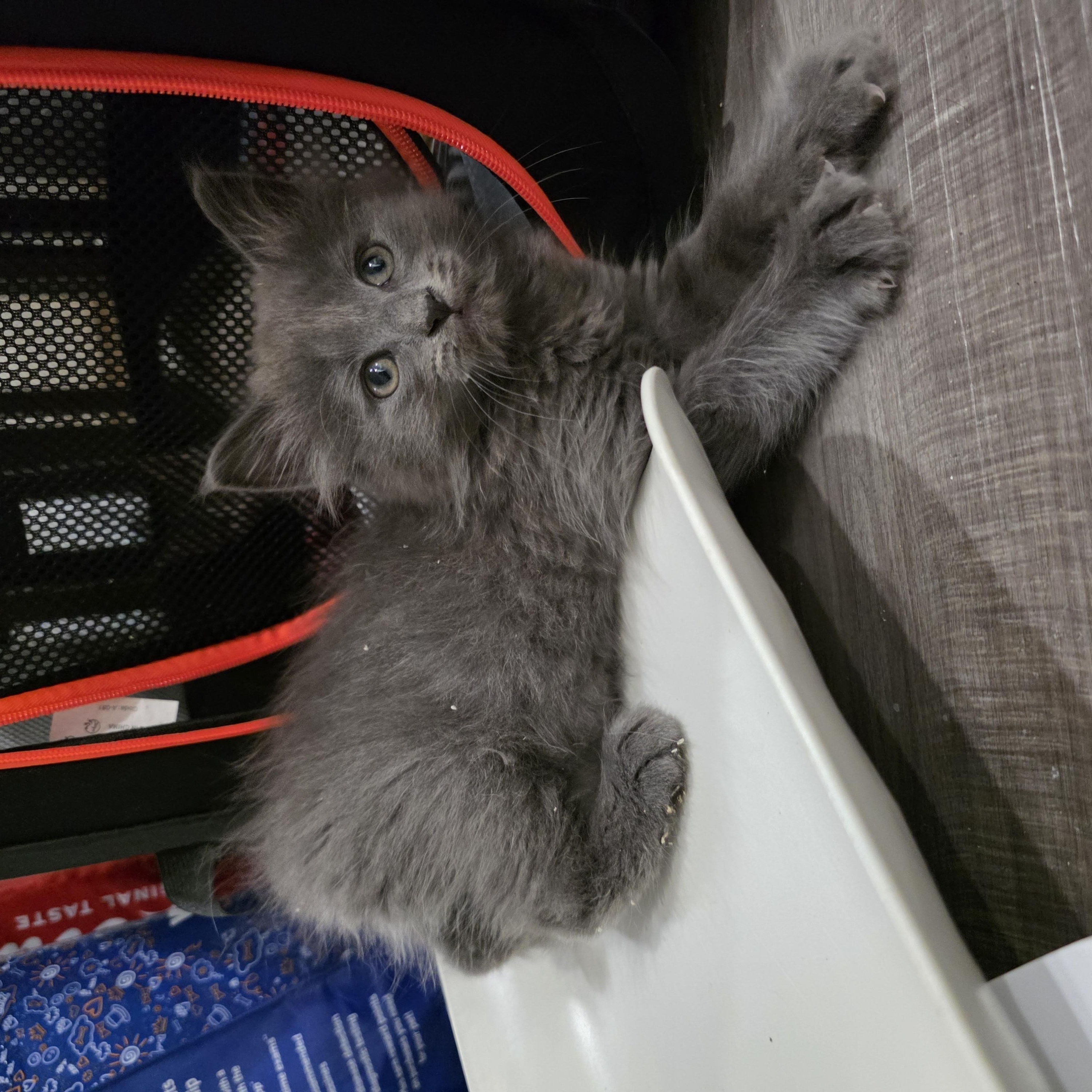 Enlarge Memory, a ADOPTABLE mixed breed in Moriches, NY image 2/2