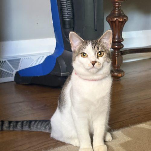 Cassie, Adoptable, Kitten Female Domestic Short Hair.
