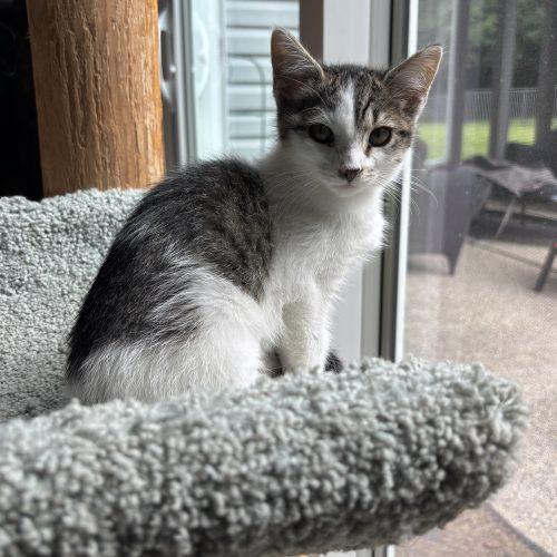 Cassie, Adoptable, Kitten Female Domestic Short Hair.