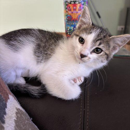 Cassie, a Adoptable Domestic Short Hair in Kenosha, WI image 2/5
