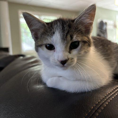 Cassie, a Adoptable Domestic Short Hair in Kenosha, WI image 3/5