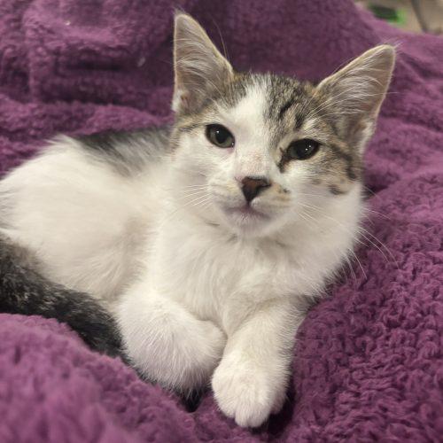 Cassie, a Adoptable Domestic Short Hair in Kenosha, WI image 4/5