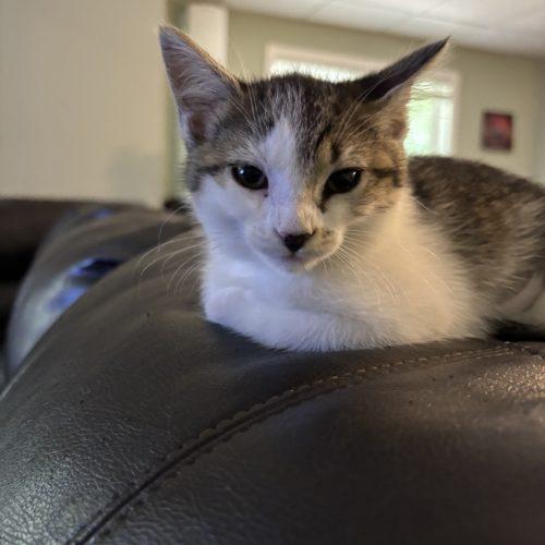 Cassie, a Adoptable Domestic Short Hair in Kenosha, WI image 5/5