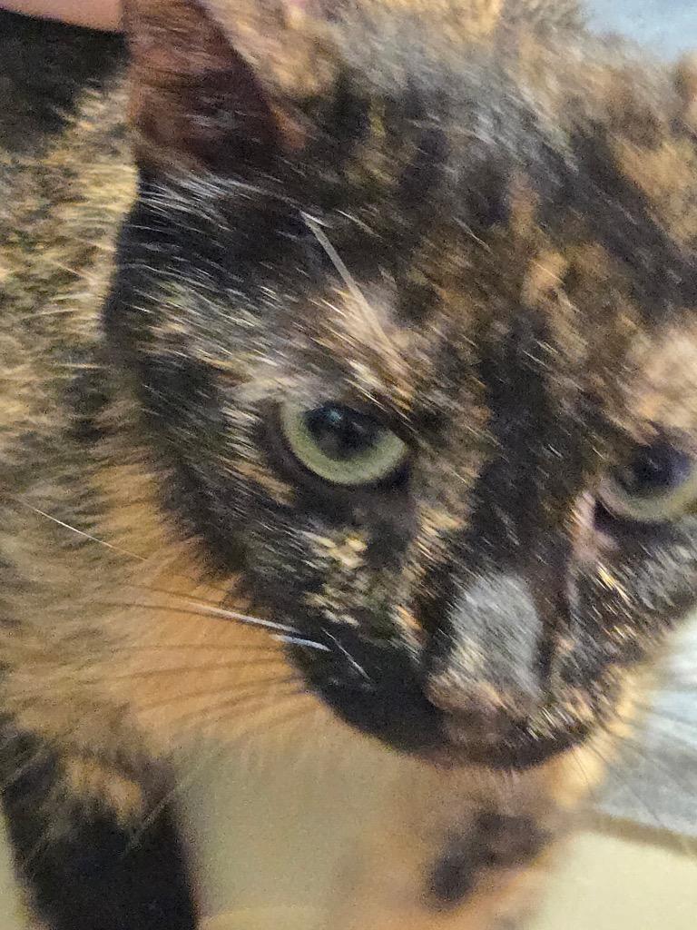 Ladybug, Adoptable, Adult Female Domestic Short Hair.