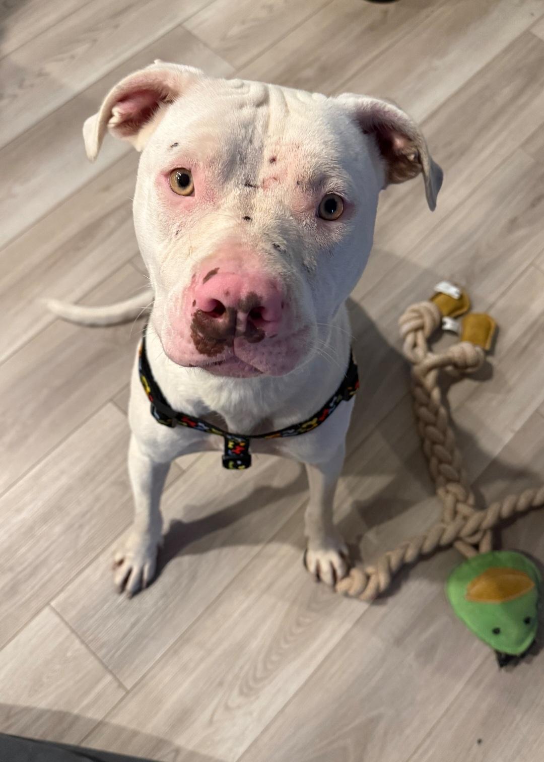 Claira bow, Adoptable, Adult Female Pit Bull Terrier.