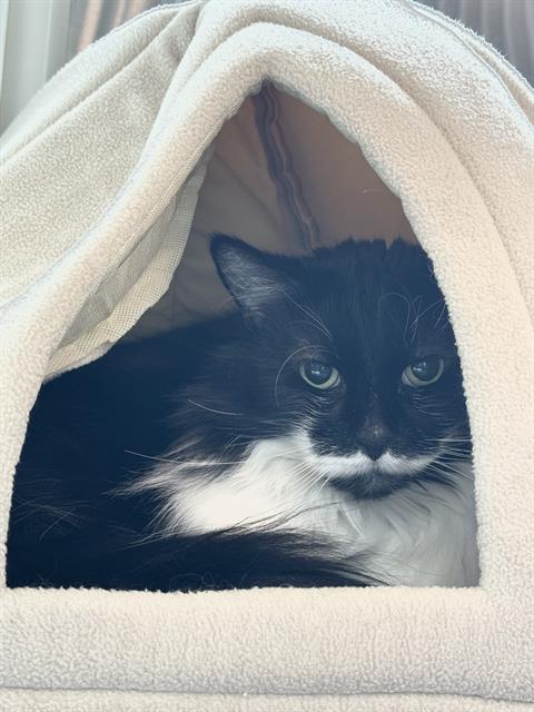 SUNSHINE, Adoptable, Senior Female Domestic Long Hair.