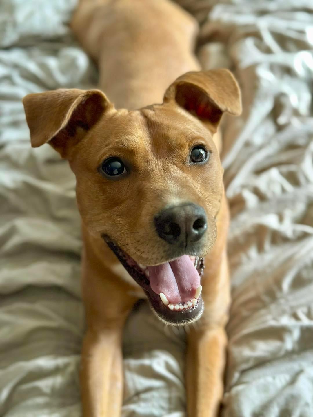 Marco, a Adoptable mixed breed in Bethel, CT image 3/6