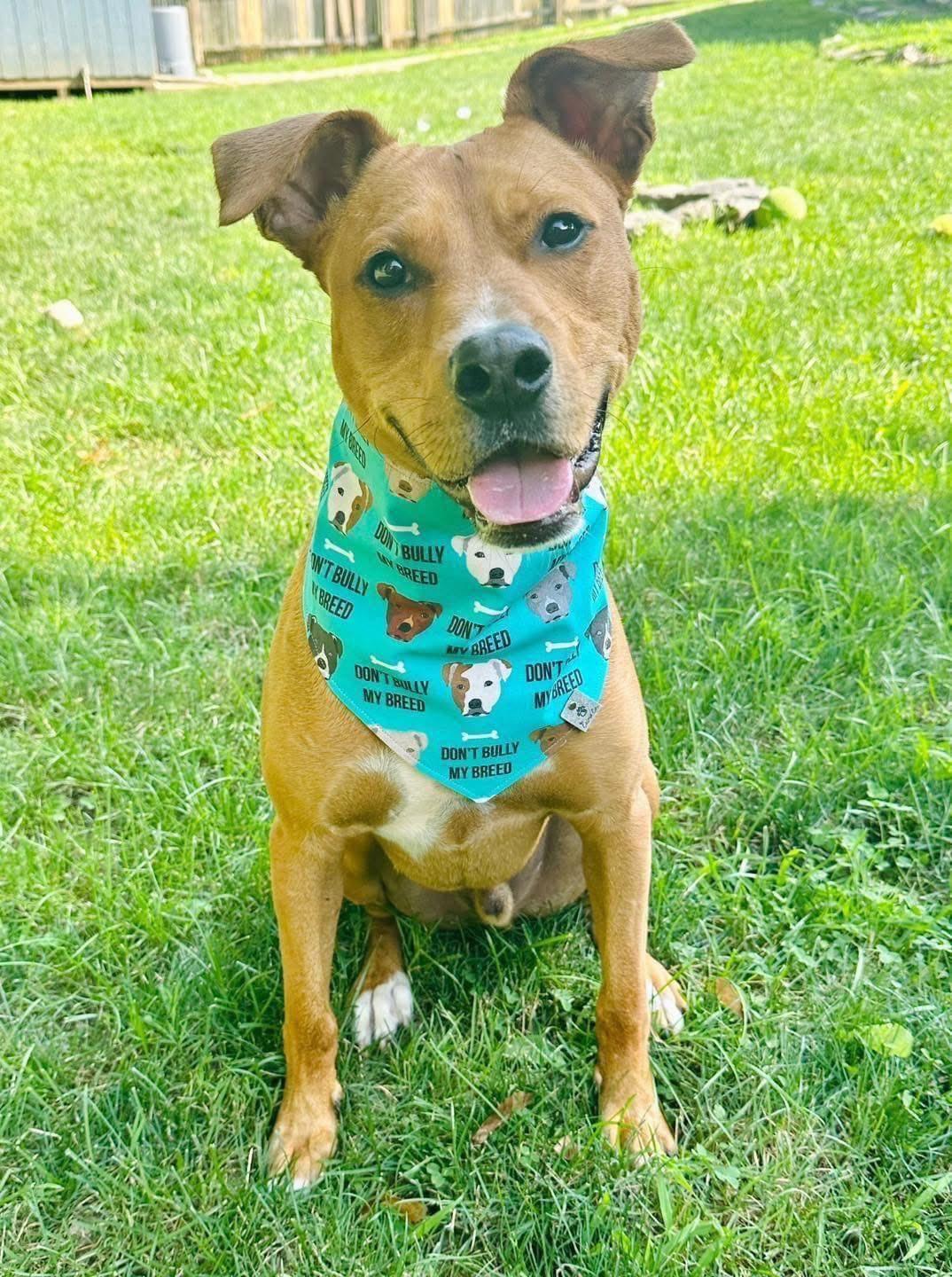 Enlarge Marco, a Adoptable mixed breed in Bethel, CT image 2/6