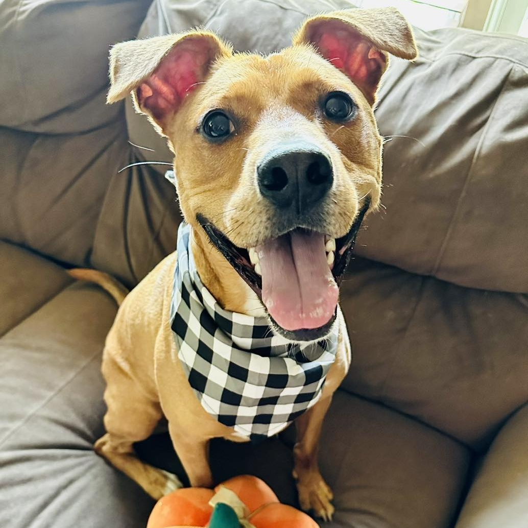 Marco, a Adoptable mixed breed in Bethel, CT image 1/6