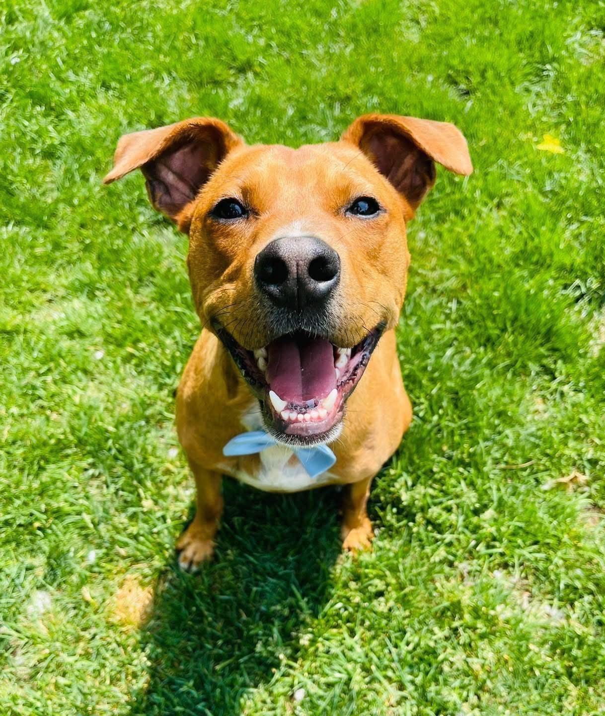 Enlarge Marco, a Adoptable mixed breed in Bethel, CT image 4/6