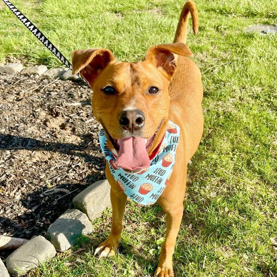 Marco, a Adoptable mixed breed in Bethel, CT image 5/6