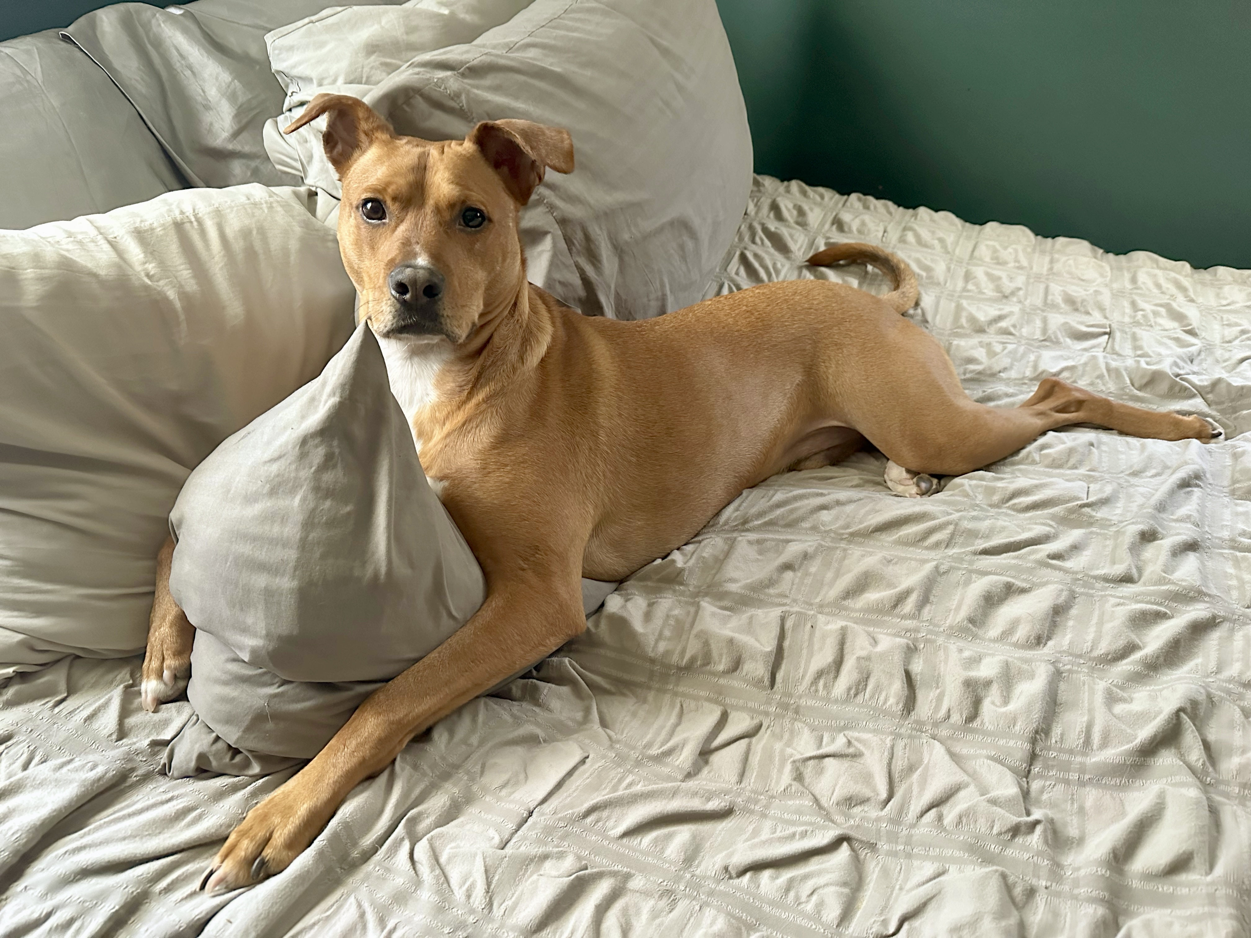 Marco, a Adoptable mixed breed in Bethel, CT image 6/6