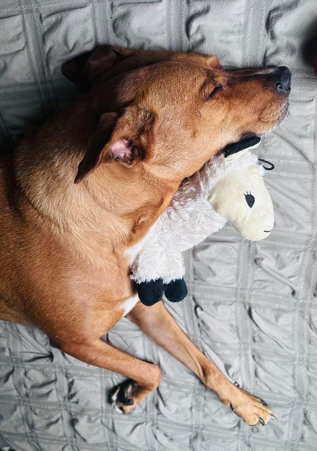 Enlarge Marco, a Adoptable mixed breed in Bethel, CT image 6/6