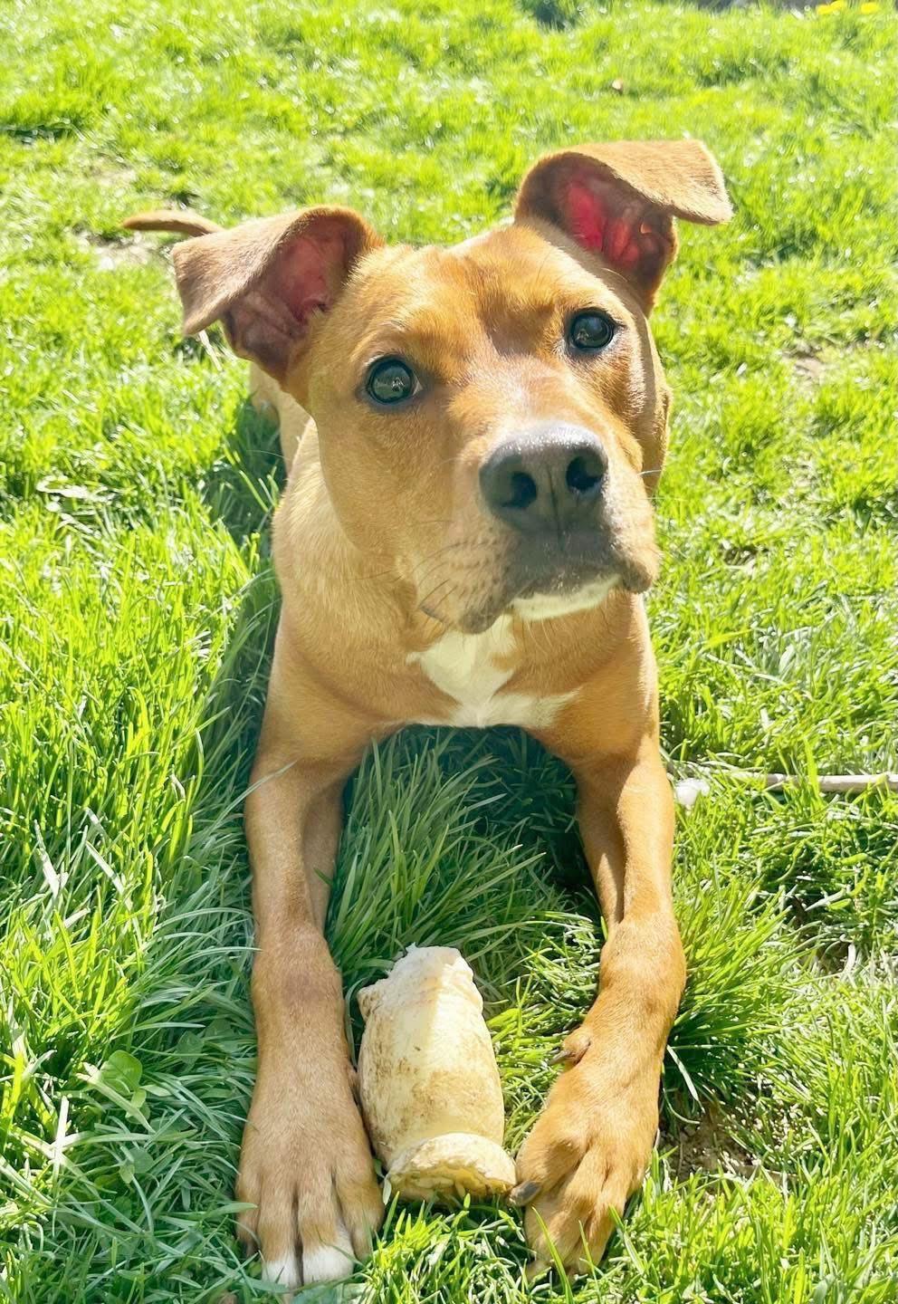 Enlarge Marco, a Adoptable mixed breed in Bethel, CT image 3/6