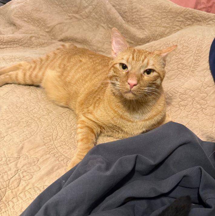 Enlarge Frodo, a ADOPTABLE mixed breed in Tulsa, OK image 2/4