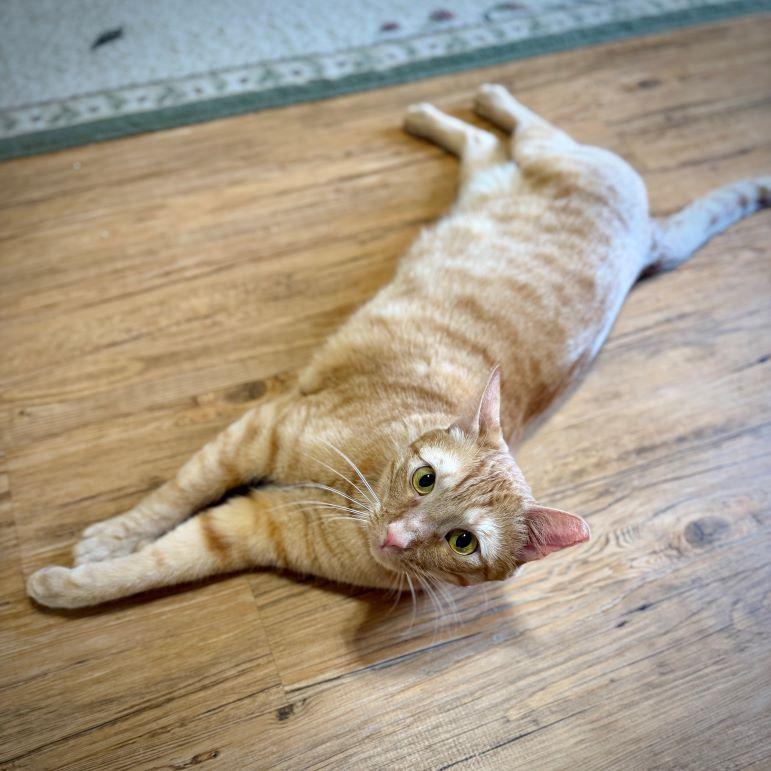 Enlarge Frodo, a ADOPTABLE mixed breed in Tulsa, OK image 5/6