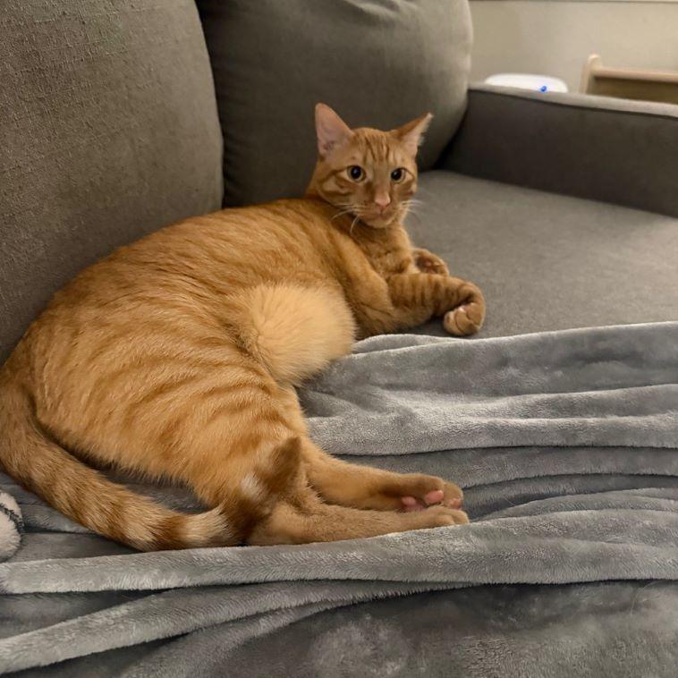 Enlarge Frodo, a ADOPTABLE mixed breed in Tulsa, OK image 4/4