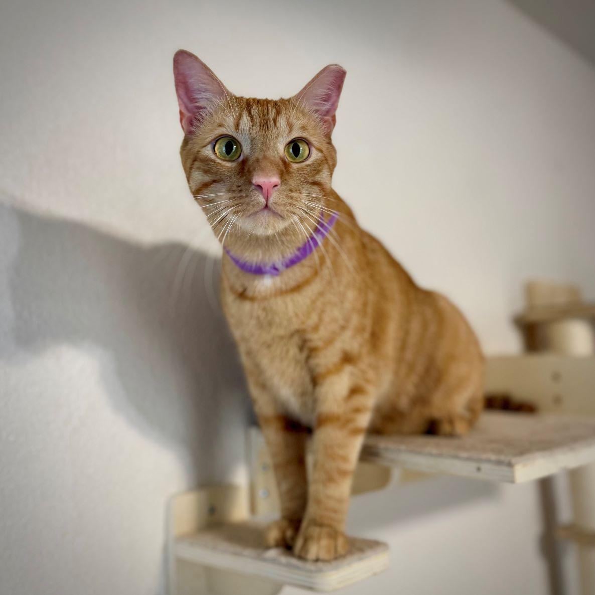Enlarge Frodo, a ADOPTABLE mixed breed in Tulsa, OK image 6/6