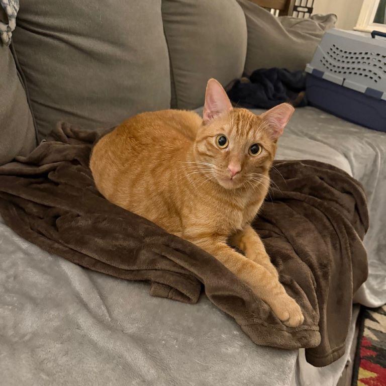 Frodo, ADOPTABLE, Adult Male Tabby & Domestic Short Hair.