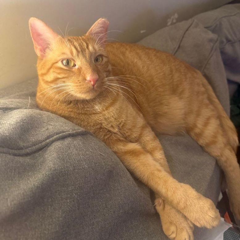 Enlarge Frodo, a ADOPTABLE mixed breed in Tulsa, OK image 3/4