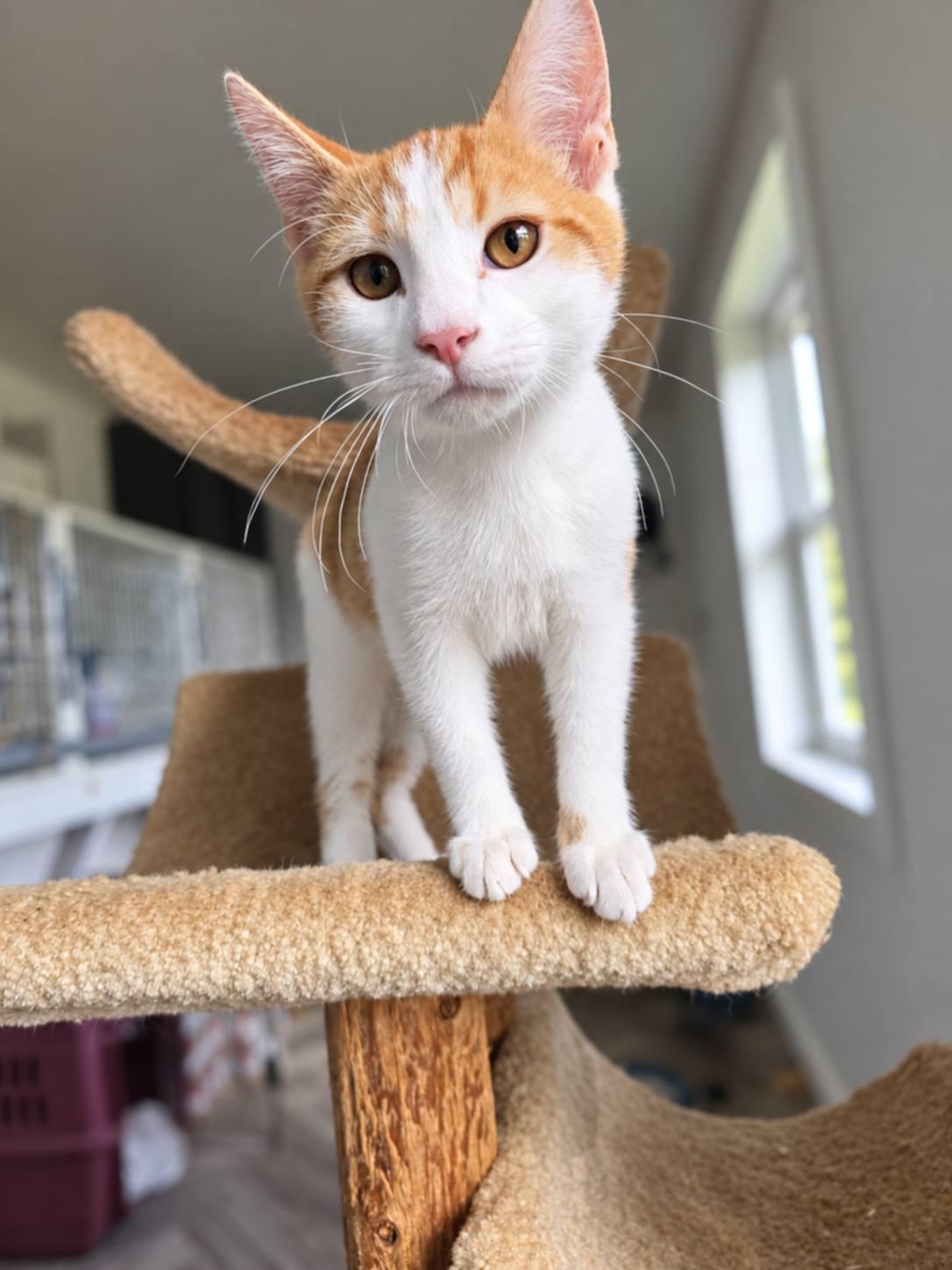 Moon, Adoptable, Kitten Male Domestic Short Hair.