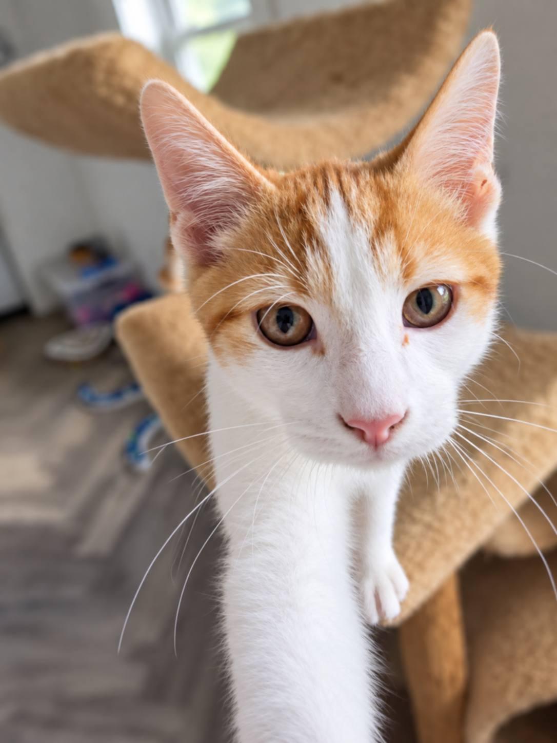 Enlarge Moon, a Adoptable Domestic Short Hair in Heuvelton, NY image 2/2
