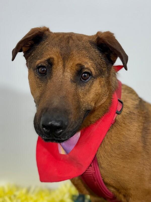 Alvin-One of our Amazing Rescue Dogs, Adoptable, Young Male Rhodesian Ridgeback & German Shepherd Dog.