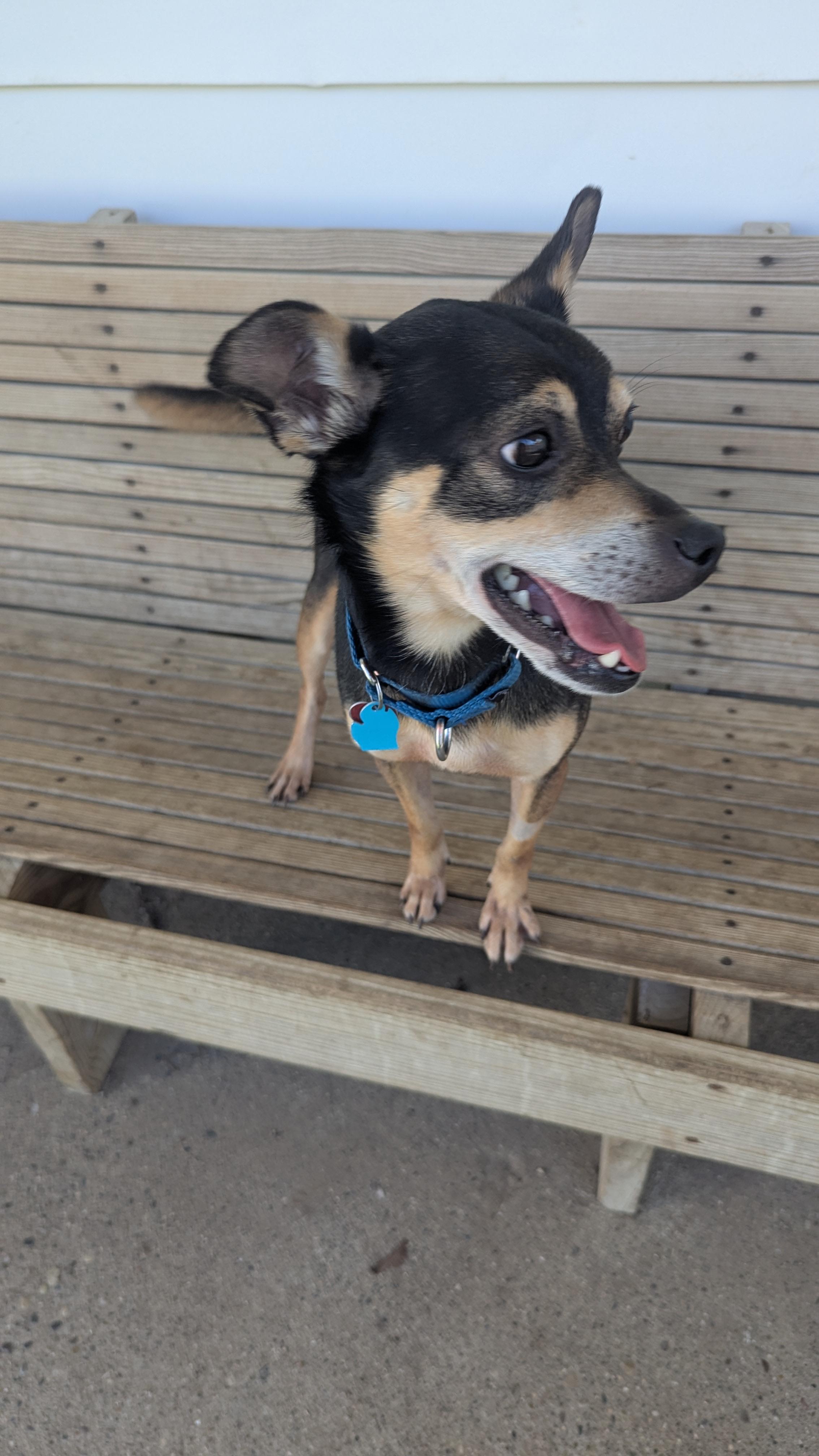 Enlarge Pickle, an adopted mixed breed in Fenton, MI image 3/3