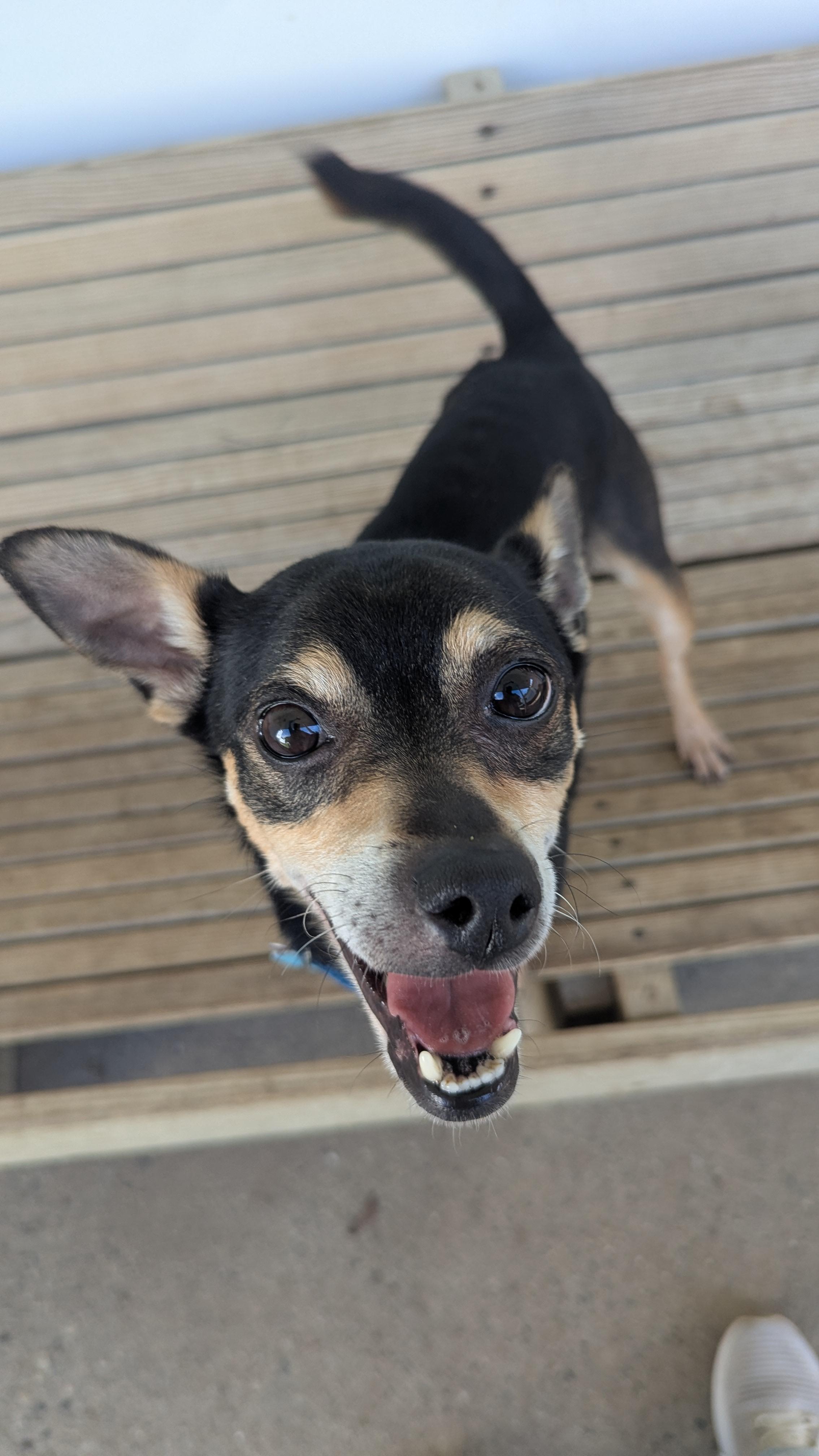 Enlarge Pickle, an adopted mixed breed in Fenton, MI image 2/3