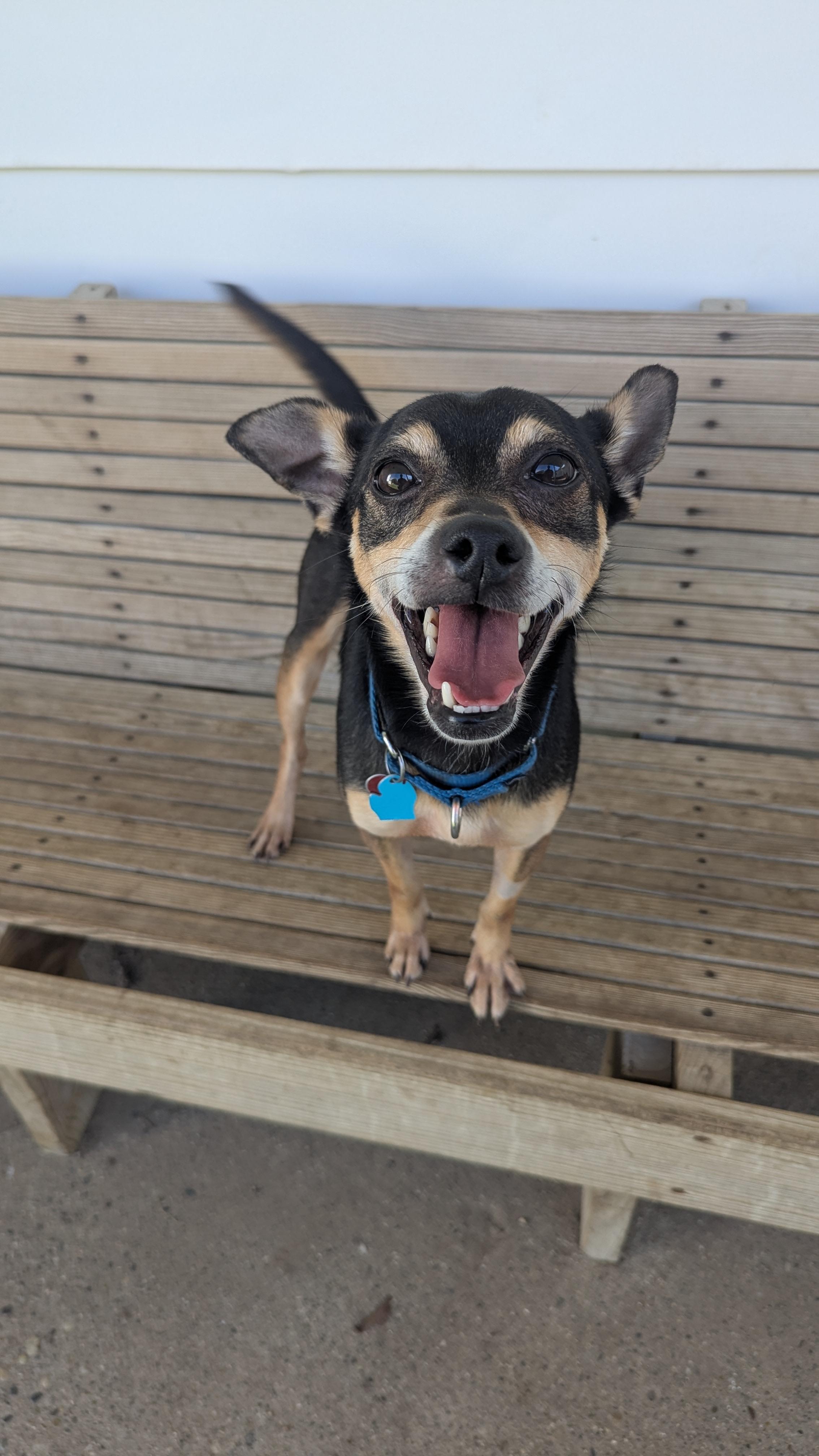 Pickle, adopted, Adult Male Mixed Breed.