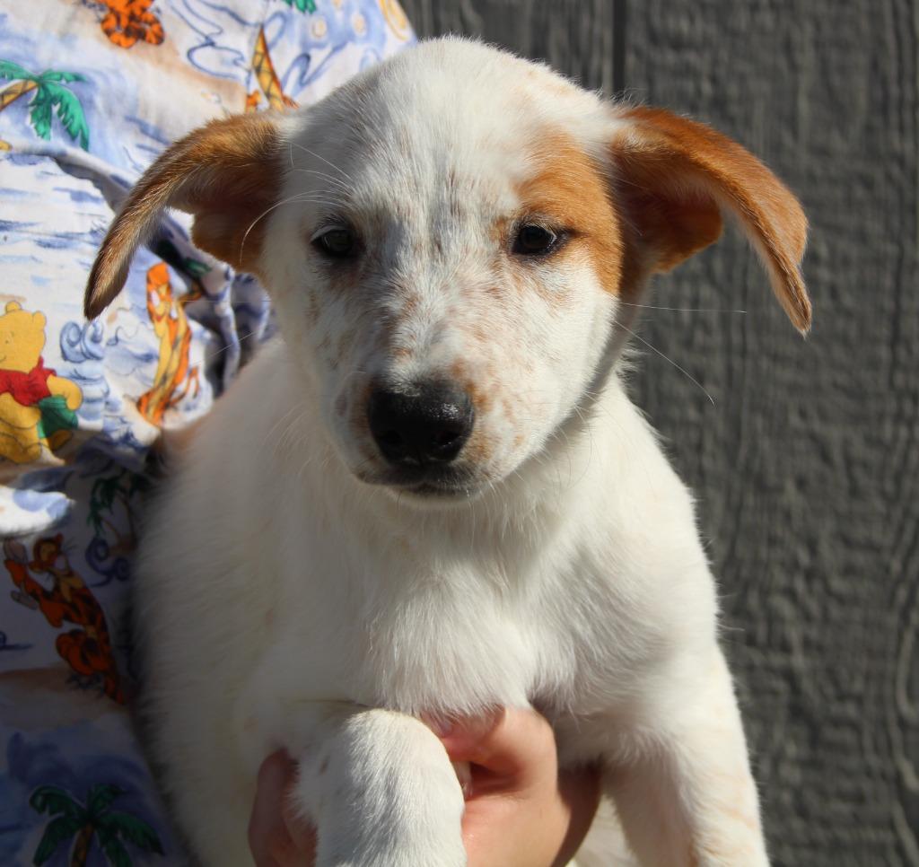 Talia, Adopted, Puppy Female Cattle Dog & Mixed Breed.