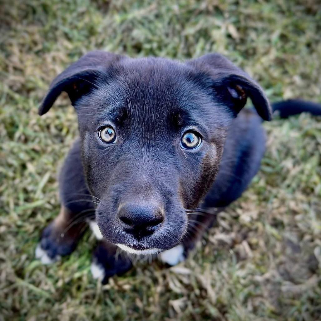 Ferris, Adoptable, Puppy Male Mixed Breed.