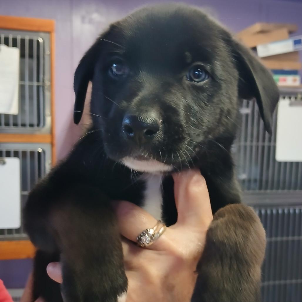 Enlarge Ferris, a Adoptable Mixed Breed in Redwood Valley, CA image 2/6